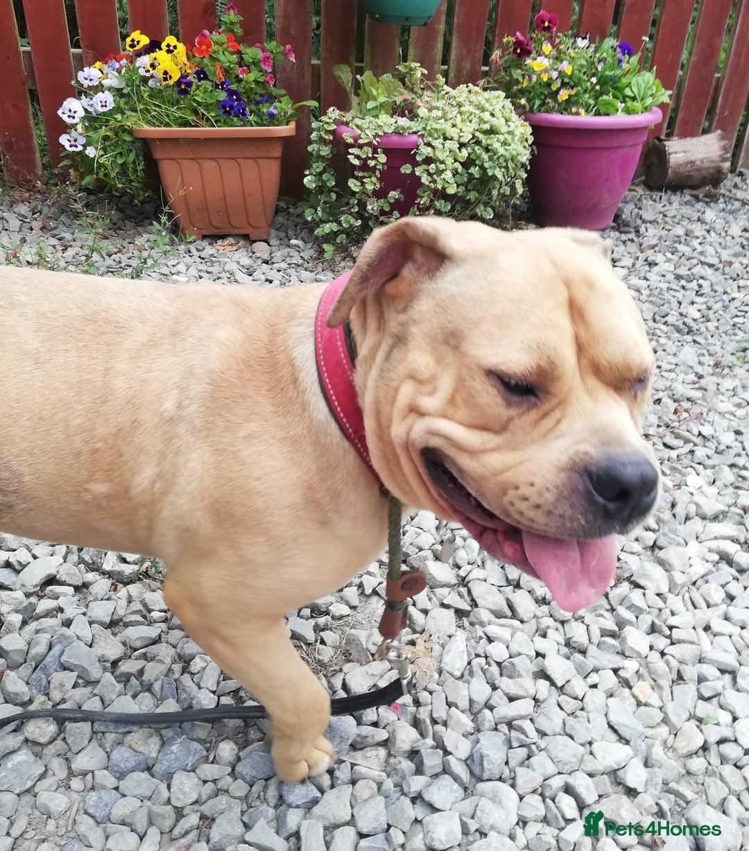 Mixed Breed dogs for adoption: ROCKY 16month old Pocket Bully in Cardigan - Image 3