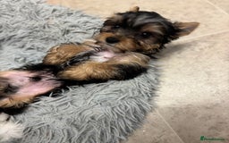 Yorkshire Terrier dogs for sale: Yorkshire terrier puppy boys - Image 9