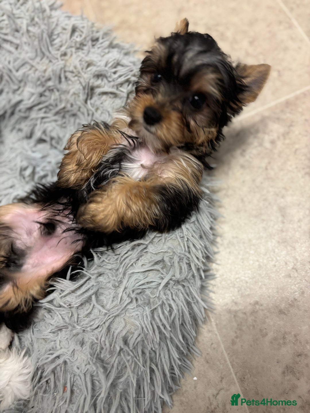 Yorkshire Terrier dogs for sale: Yorkshire terrier puppy boys - Image 9
