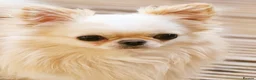 Chihuahua dogs for stud: Amazing Tiny Cream Longcoat Chihuahua FOR STUD  - Advert 4