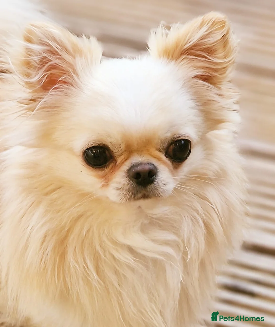 Chihuahua dogs for stud: Amazing Tiny Cream Longcoat Chihuahua FOR STUD  - Advert 4