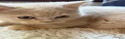 British Shorthair cats for sale: Fawn Tortie & Cinnamon Tortie sisters - Advert 8