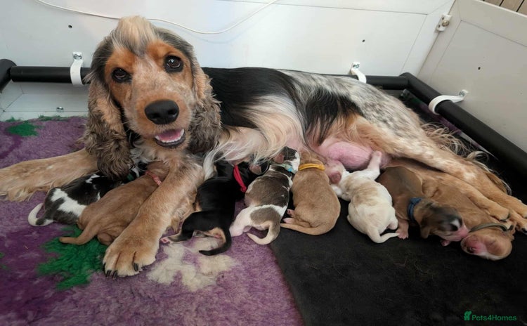 Cocker Spaniel dogs - Advert 1