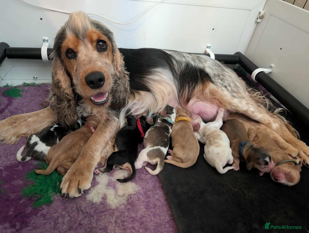 Cocker Spaniel dogs for sale: Show cockers - Image 1