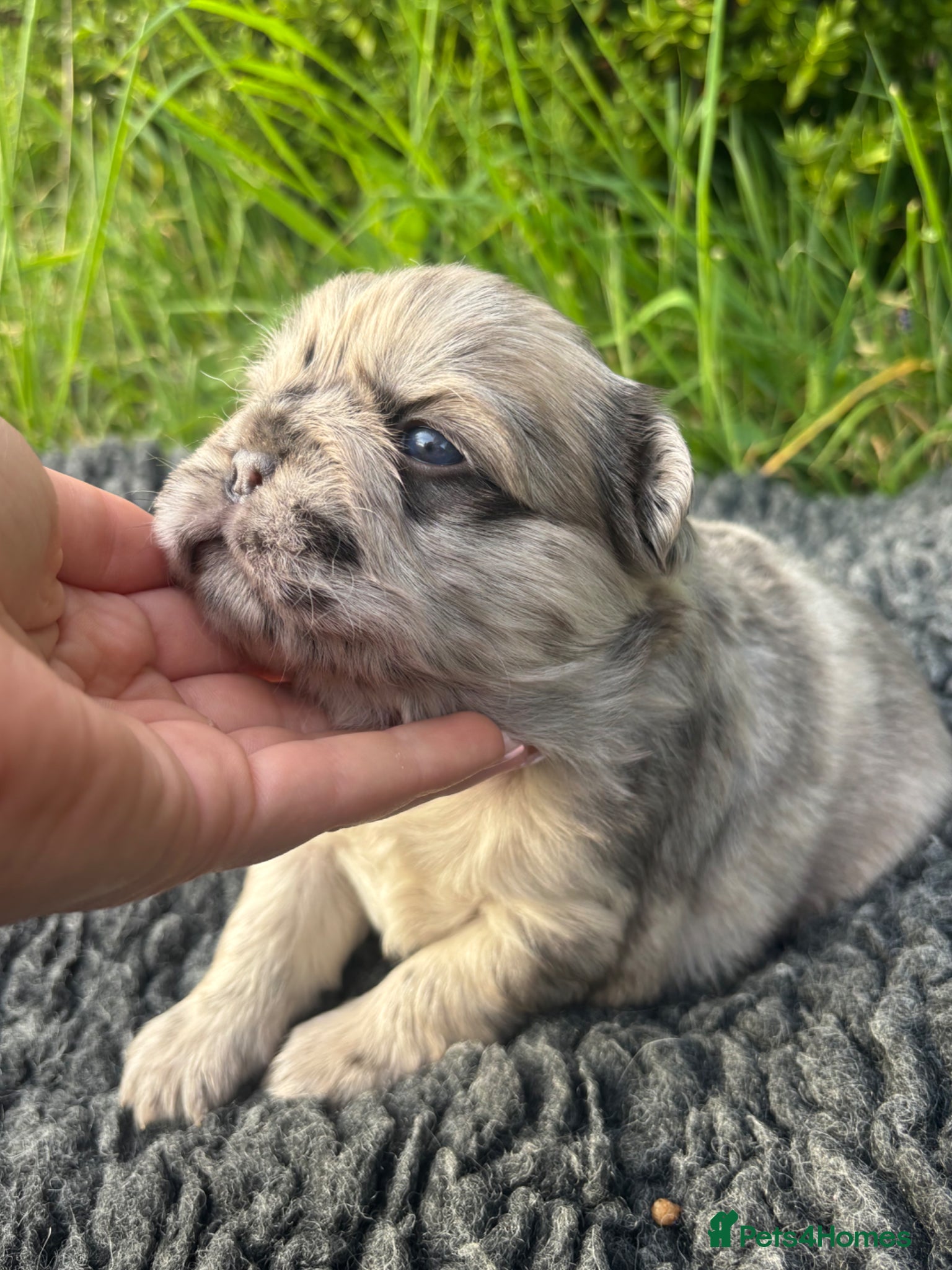 French Bulldog dogs for sale: Fluffy French bulldog puppies 🐕 - Advert 1