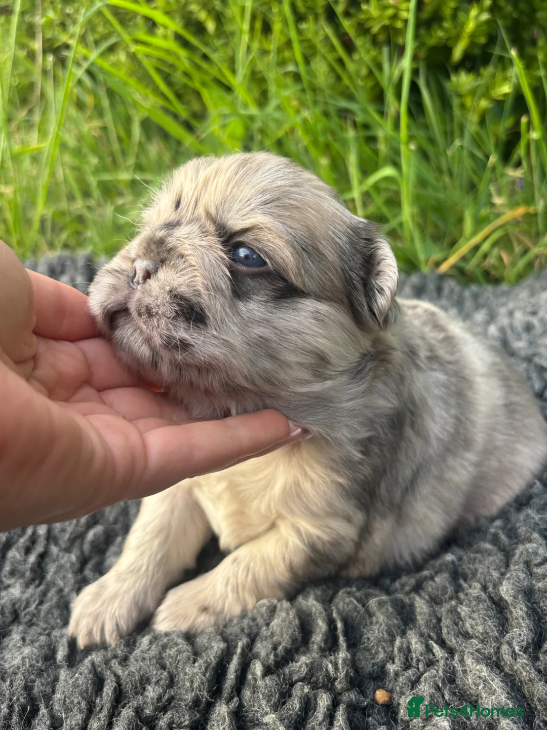 French Bulldog dogs for sale: Fluffy French bulldog puppies 🐕 in Winscombe - Advert 1