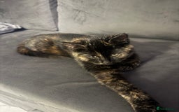 British Shorthair cats for sale: Stunning tortoiseshell kitten  - Advert 6