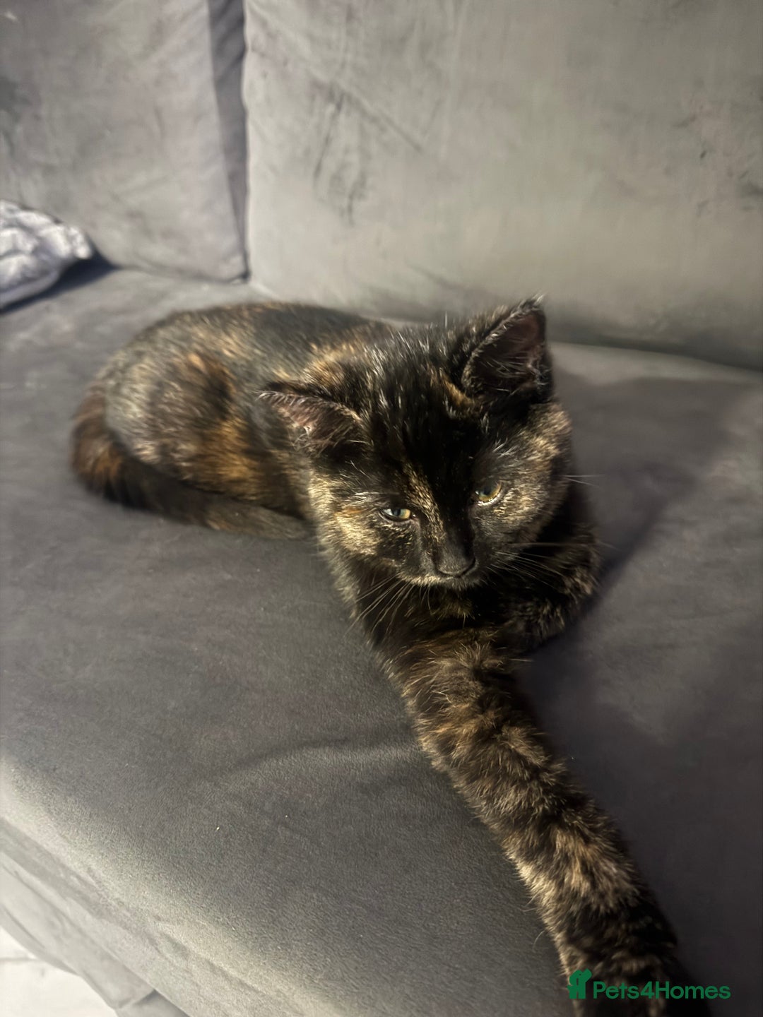 British Shorthair cats for sale: Stunning tortoiseshell kitten  - Advert 6