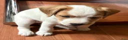 Mixed Breed dogs for sale: Border / Parson terrier mix puppies in Norwich - Advert 5