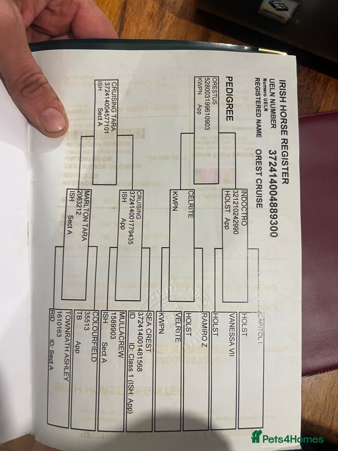 Irish Sports horses for sale: Well Bred Irish Sports horse Broodmare or Project  - Advert 3