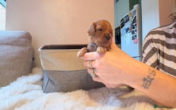 Cockapoo dogs for sale: 🐾 Adorable F2 Cockapoo Puppies! 🐾 - Image 21