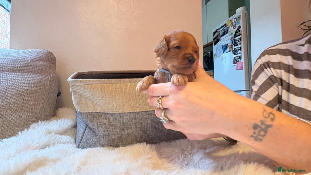 Cockapoo dogs for sale: 🐾 Adorable F2 Cockapoo Puppies! 🐾 - Image 21
