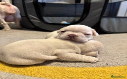French Bulldog dogs for sale: KC Platinum French Bulldog Boy–Carrying Fluffy 🐾 - Image 11