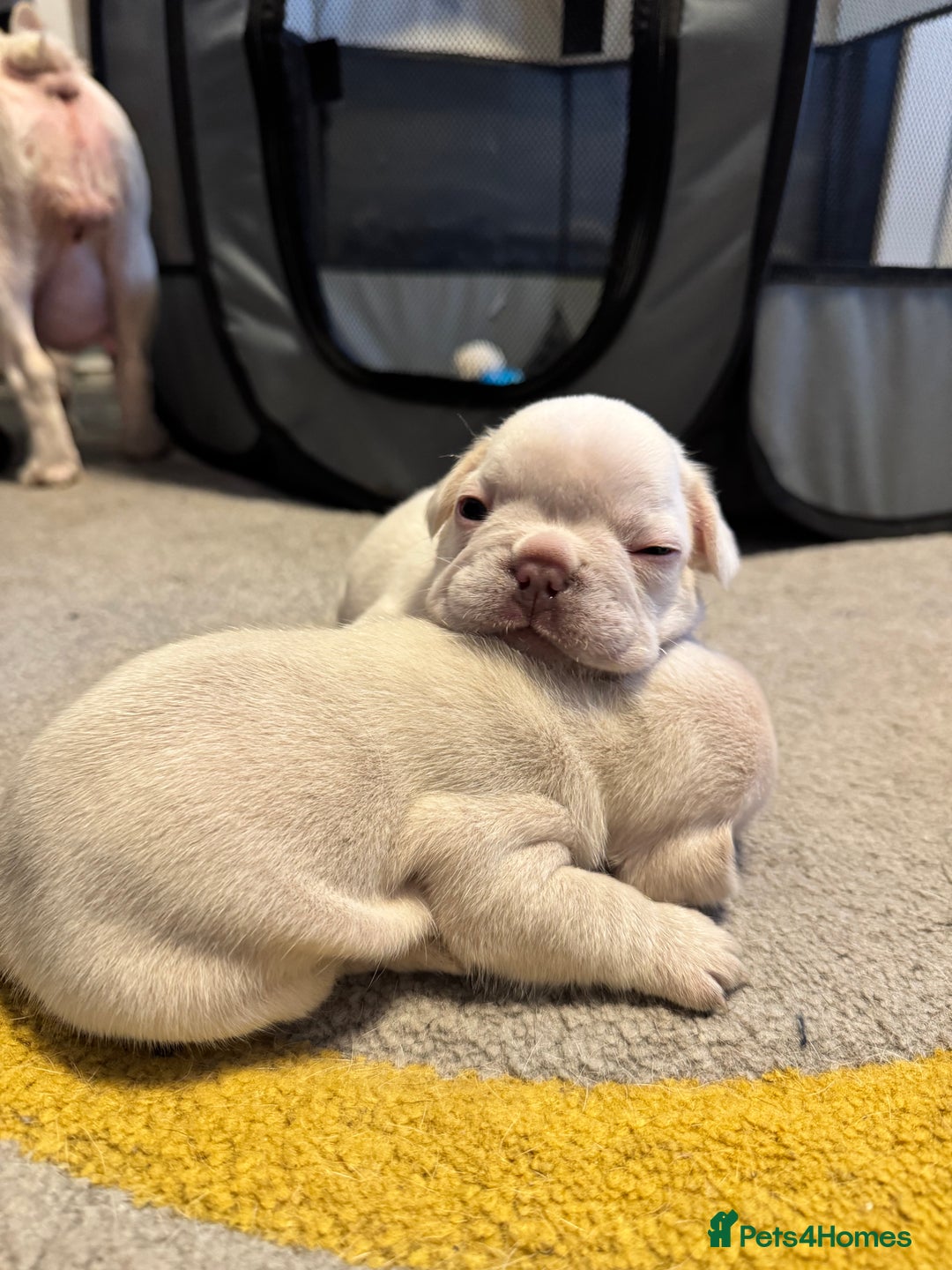 French Bulldog dogs for sale: KC Platinum French Bulldog Boy–Carrying Fluffy 🐾 - Image 11