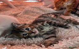 Turkish Angora cats for sale: 🐯 Beautiful Turkish Angora kittens 🐯  - Image 4