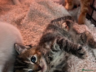 Turkish Angora cats - Advert 2