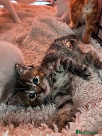 Turkish Angora cats - Advert 2