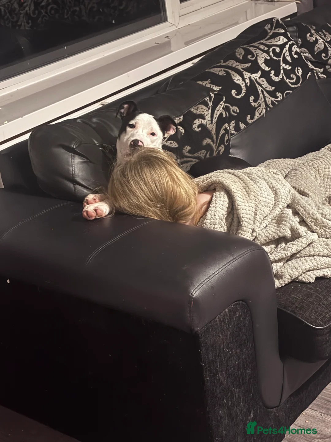 Mixed Breed dogs for sale: Bull mastiff cross staff female  - Advert 9