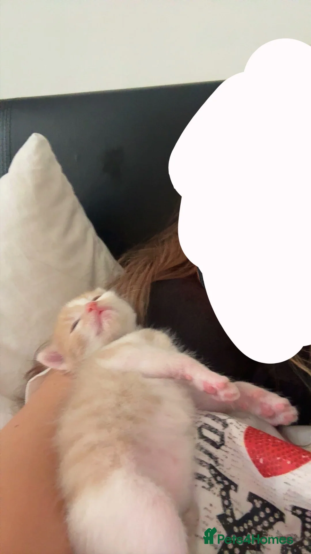 British Shorthair cats for sale: 7 week old male kitten  in Hounslow - Advert 2