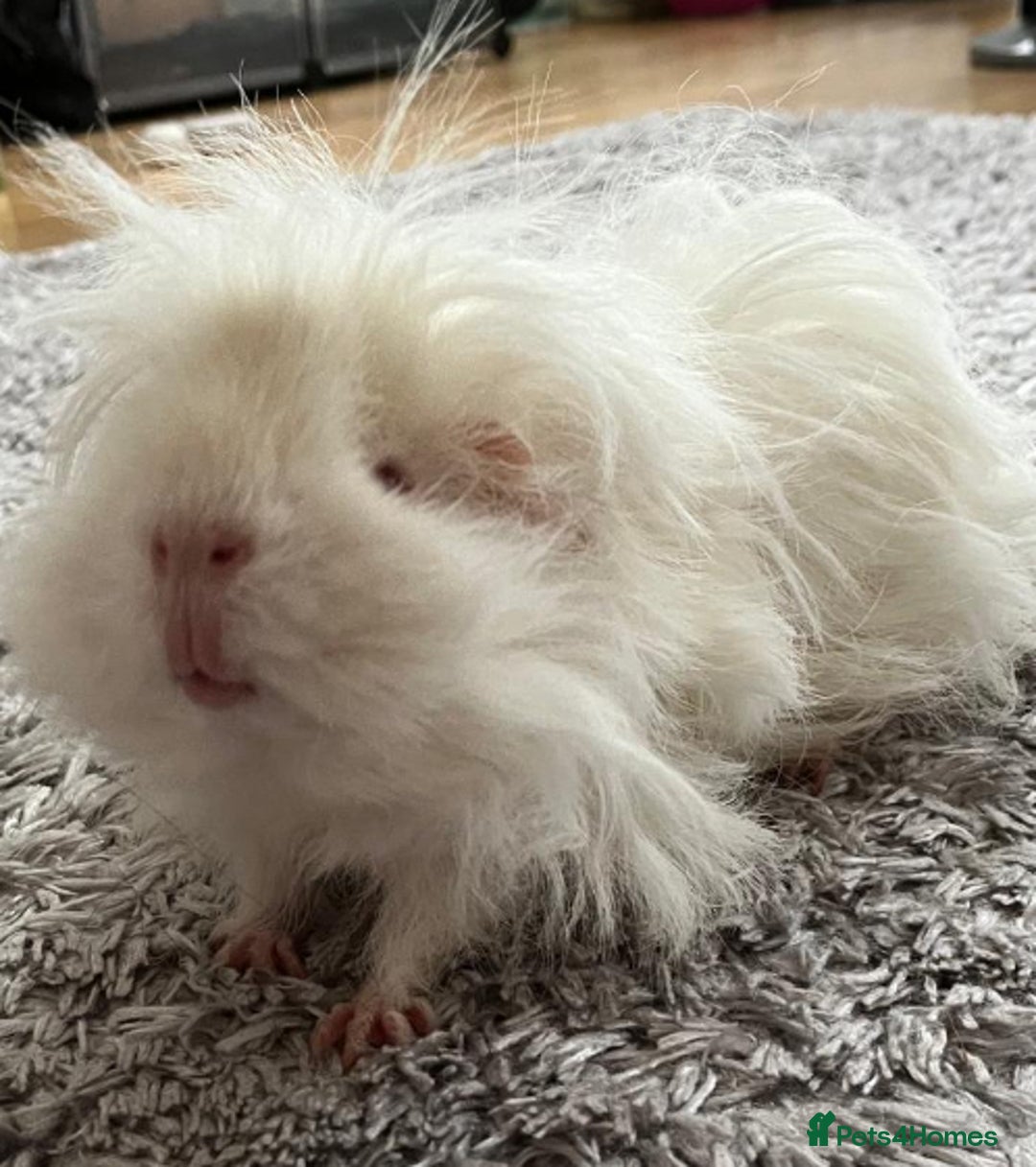 Guinea Pig rodents for sale: Purebred Lunkarya Guinea pigs - Image 1