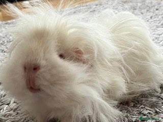 Guinea Pig rodents - Advert 33