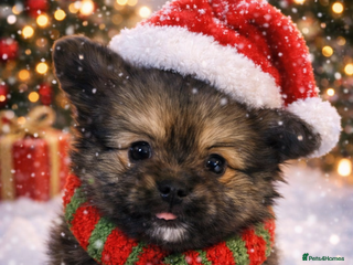 Mixed Breed dogs Tiny ** Yorkiepom boy READY NOW - Advert 8