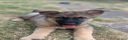 German Shepherd dogs for sale: German shepherd puppy - Advert 1
