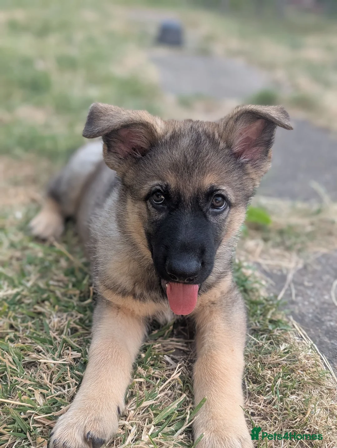 German Shepherd dogs for sale: German shepherd puppy - Advert 1