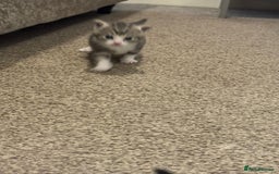 Domestic Shorthair cats for sale: 2 Male kittens - Image 6
