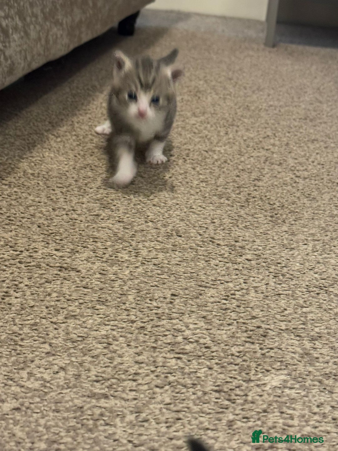 Domestic Shorthair cats for sale: 2 Male kittens - Image 6