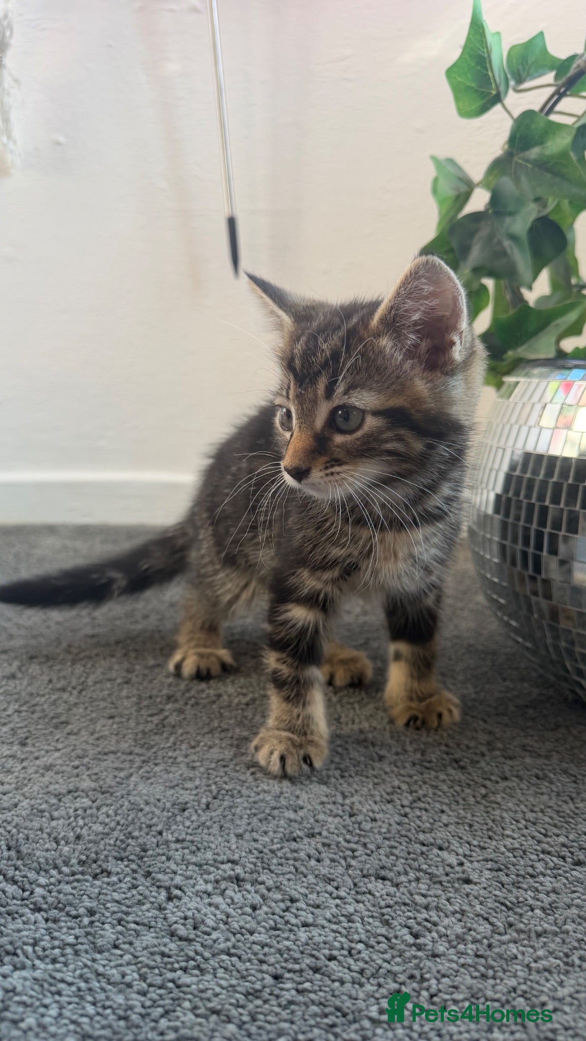 Mixed Breed cats Mixed breed kittens - Advert 6