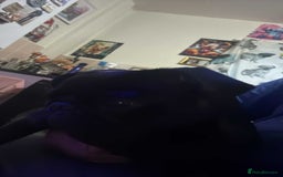 Pug dogs for sale: Pug puppy for sale - Image 6