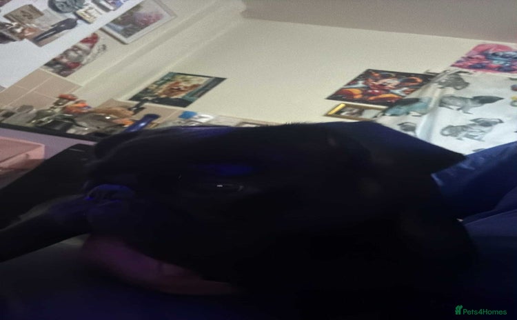 Pug dogs Pug puppy for sale - Advert 17