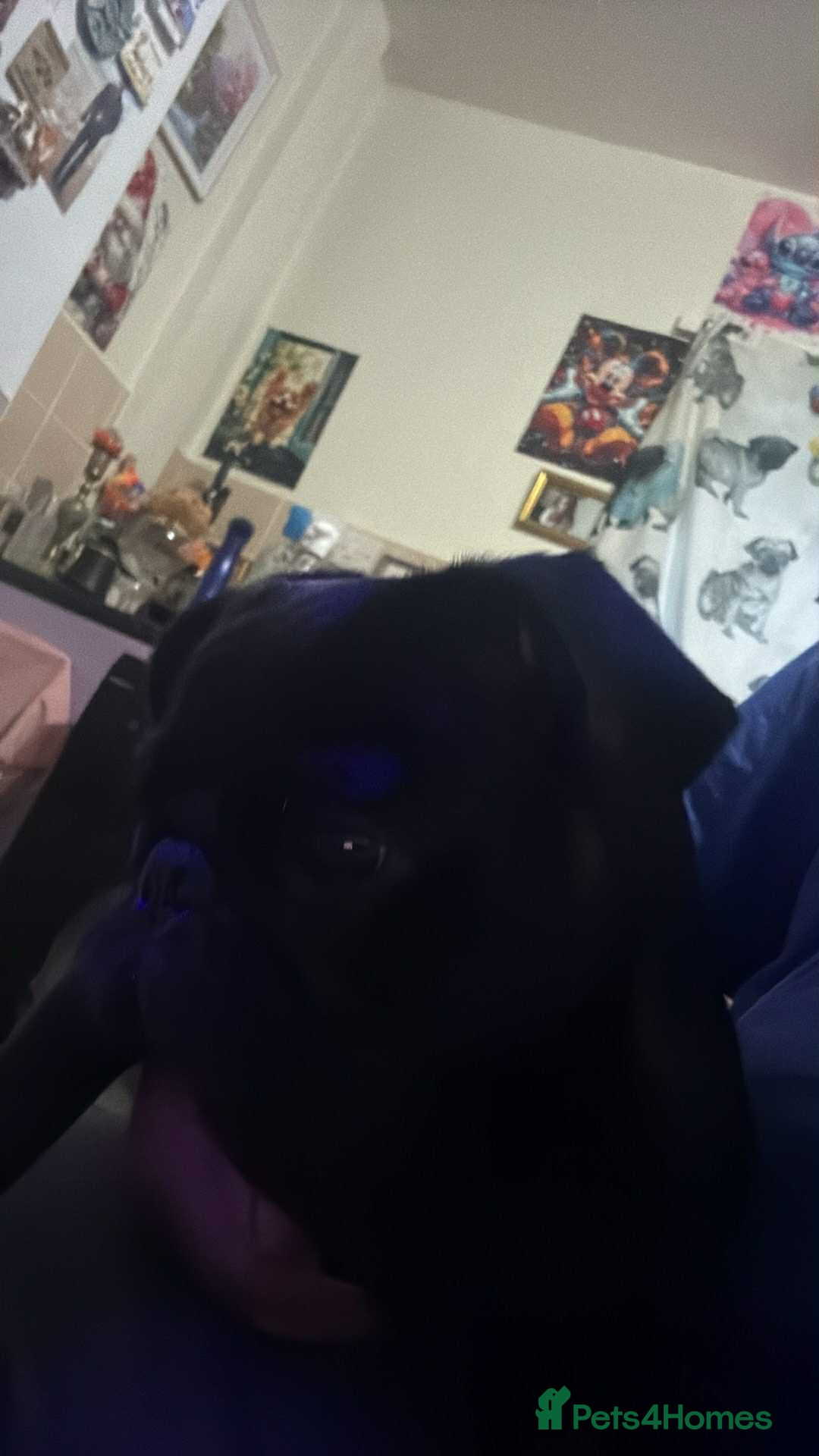 Pug dogs for sale: Pug puppy for sale - Image 6