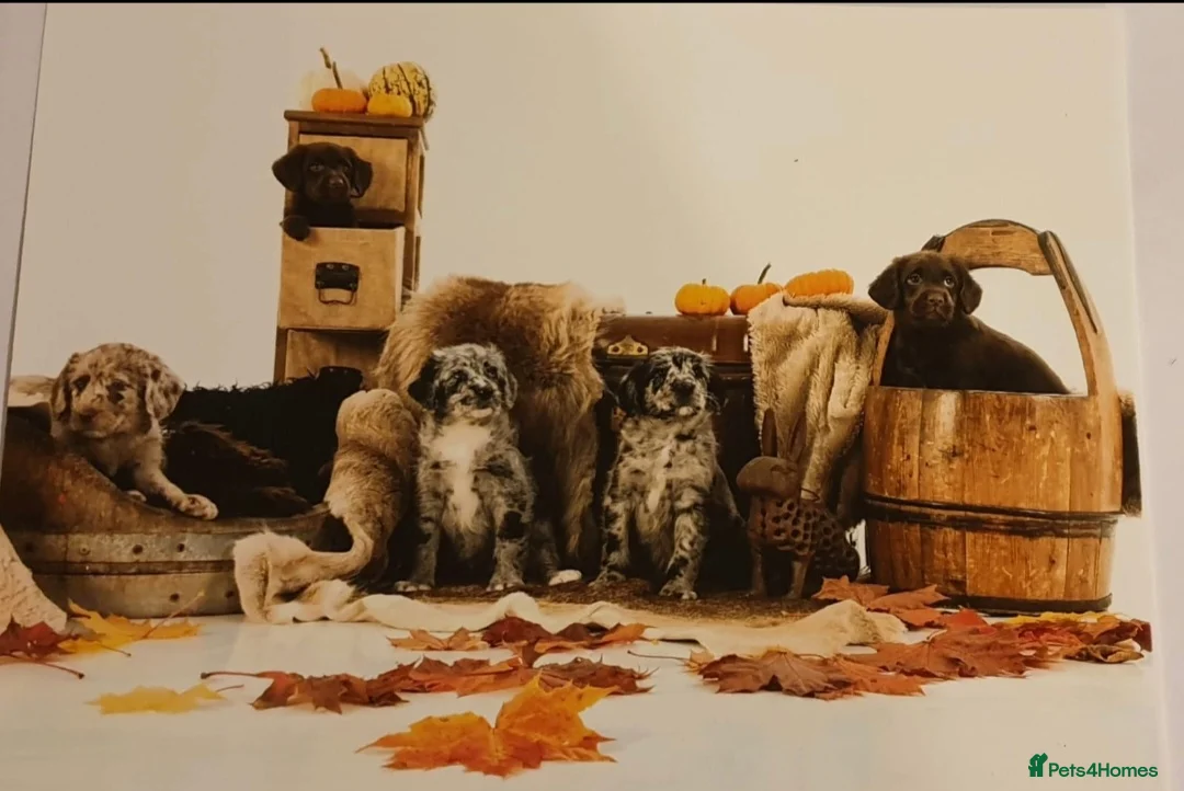 Poodle dogs for stud:  CHOCOLATE MERLE PHANTOM CARRYING PARTI in Todmorden - Advert 13