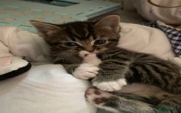 Mixed Breed cats for sale: 4 kittens for sale 2 girls 2 boys - Image 23