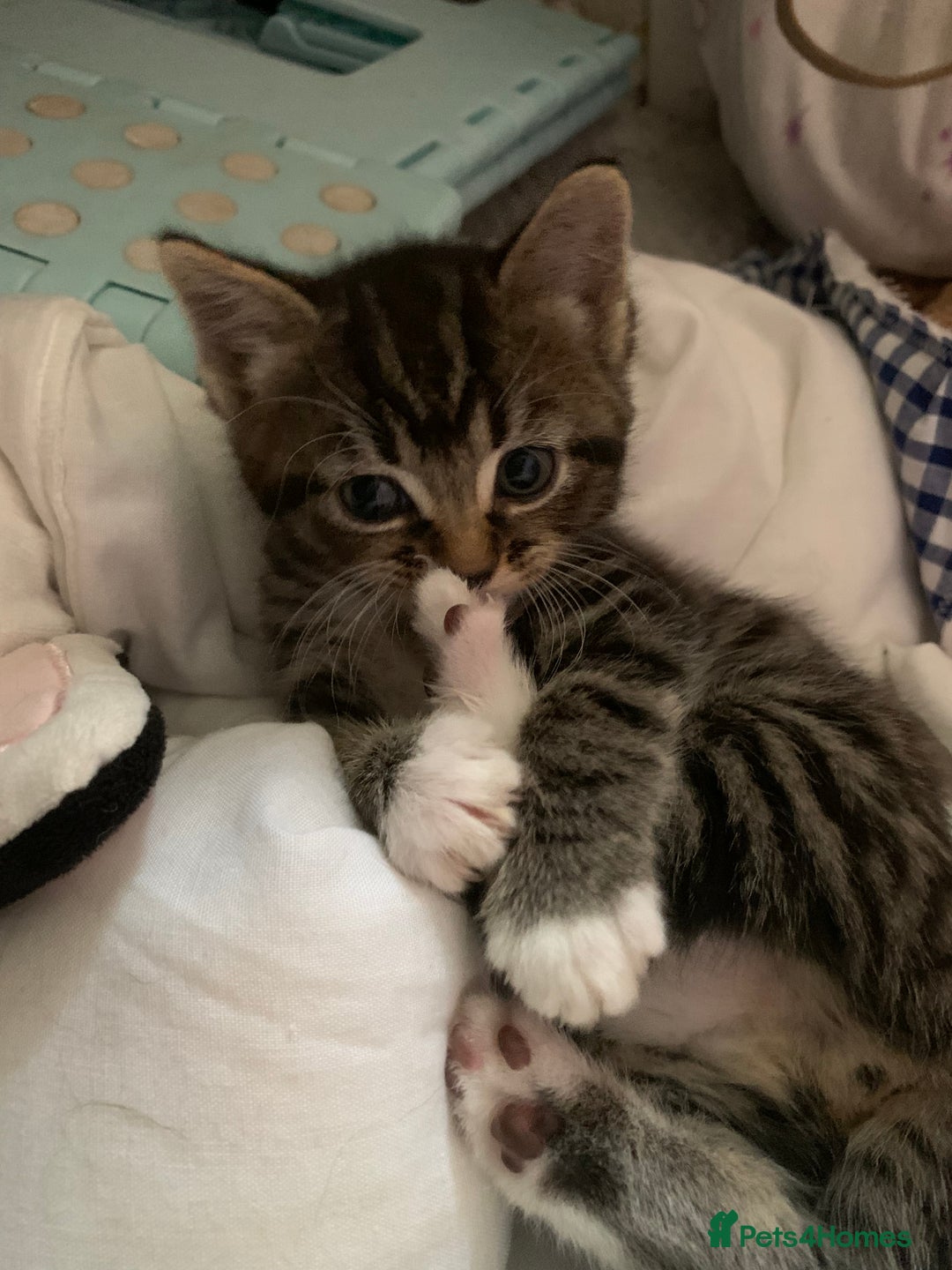Mixed Breed cats for sale: 4 kittens for sale 2 girls 2 boys - Image 23