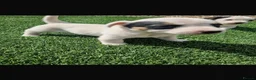 Jack Russell dogs for sale: Beautiful jack Russell puppies  in Reading - Advert 7