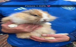 Lionhead rabbits for sale: Fluffy lion head babies 9 weeks old ready to leave - Image 3