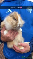 Lionhead rabbits - Advert 3