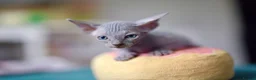 Sphynx cats for sale: Gorgeous silver Sphynx girl - Advert 19