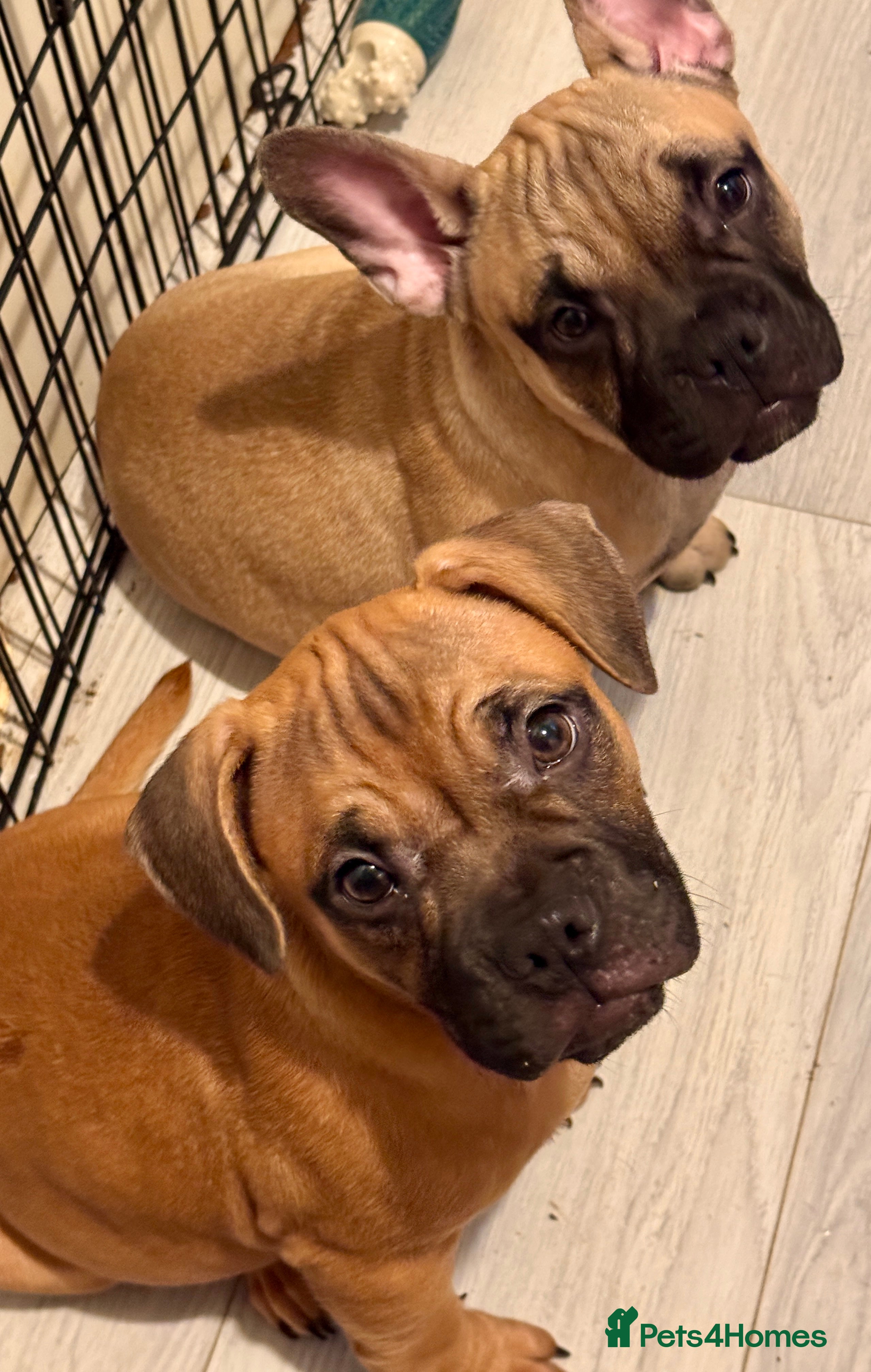 Mixed Breed dogs French Bulldog x Standard Bully Pups - Advert 18
