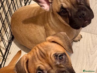 Mixed Breed dogs French Bulldog x Standard Bully Pups - Advert 19