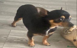 Chihuahua dogs for sale: Last 2 Chihuahua pups - Image 8