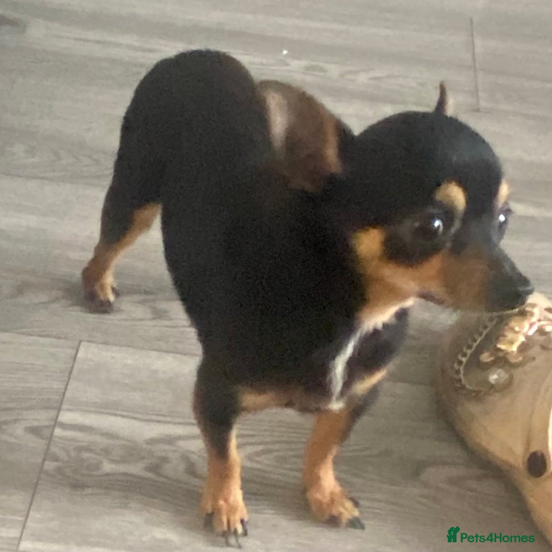Chihuahua dogs for sale: Last 2 Chihuahua pups - Image 8