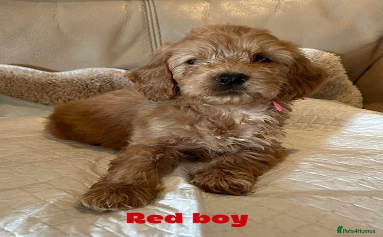Cockapoo dogs - Advert 15