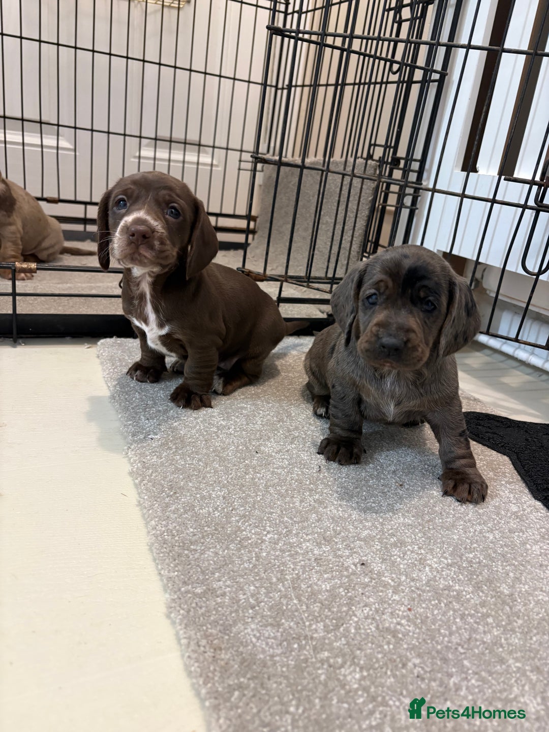 Miniature Dachshund dogs for sale: Miniature dachshund X cocker spaniel puppies  - Advert 14