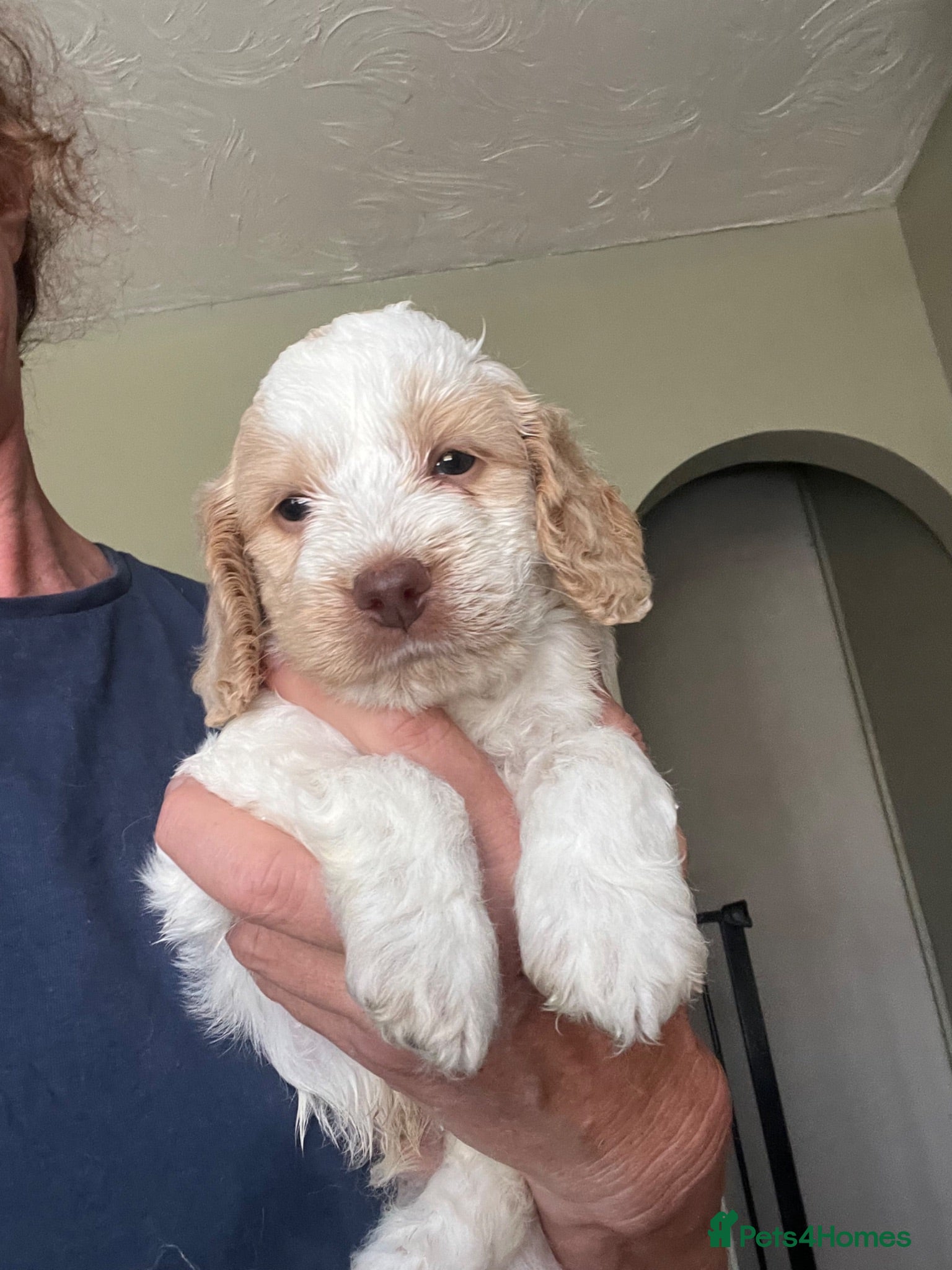 Cockapoo dogs F1 Roan Cockapoo-health tested,full refund guarant - Advert 1