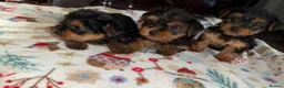 Yorkshire Terrier dogs for sale: Yorkshire terrier puppies  - Advert 3