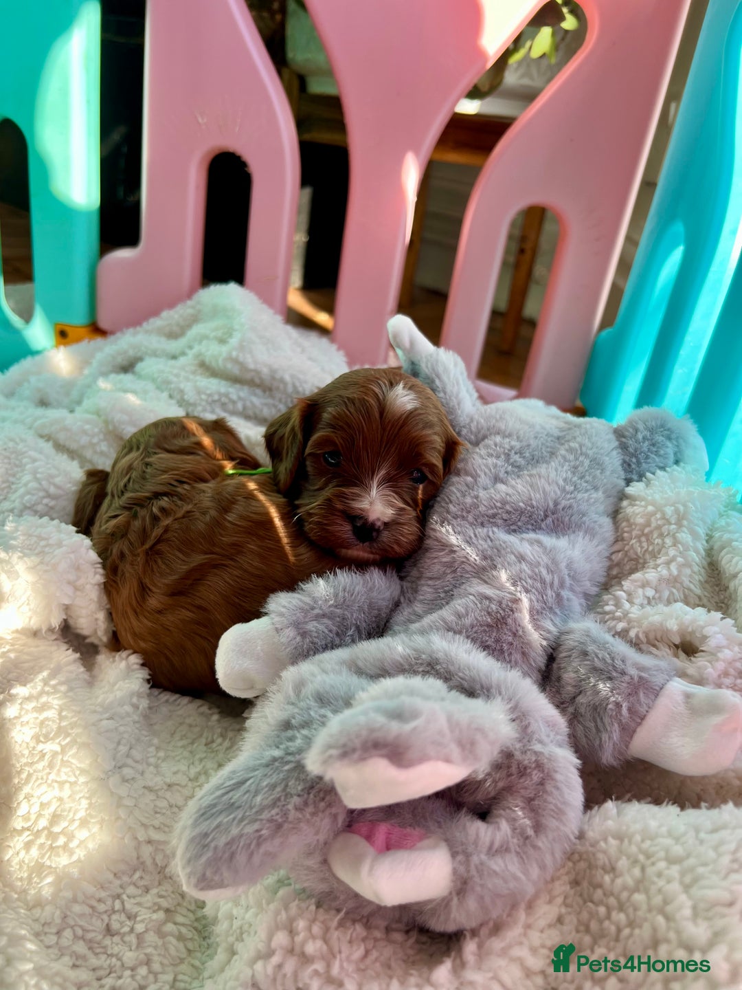 Cavapoochon dogs for sale: 5 ⭐️ LICENSED BREEDER HEALTH TESTED CAVAPOOCHONS - Advert 34